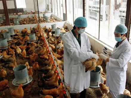 Chủ động đối phó với dịch cúm gia cầm