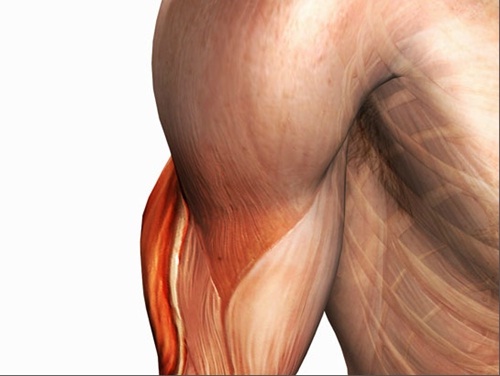 Cơ nhân tạo từ sợi nhựa siêu rẻ