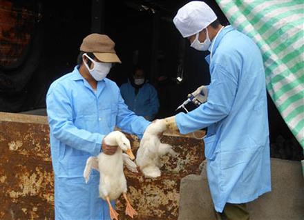 Căng mình chống dịch