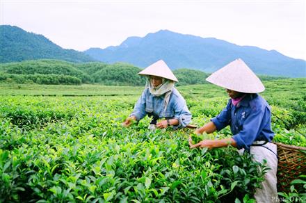 Mũi phát triển kinh tế mạnh cần khai thác