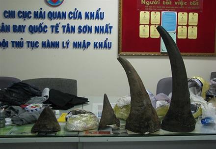 Bắt lượng lớn sừng tê giác nhập lậu qua sân bay Tân Sơn Nhất