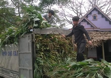 Dân 'lao đao' vì trồng ngô gặp rét đậm dài ngày