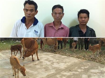 Truy tìm 10 con bò… bốc hơi
