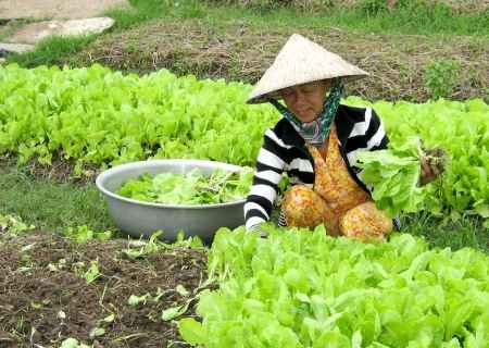 Nông dân được hỗ trợ giống chuyển từ lúa sang hoa màu