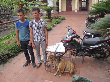 Truy quét có hiệu quả các ổ nhóm câu trộm chó