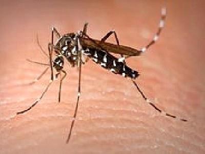 Vaccine phòng sốt xuất huyết sắp sửa 