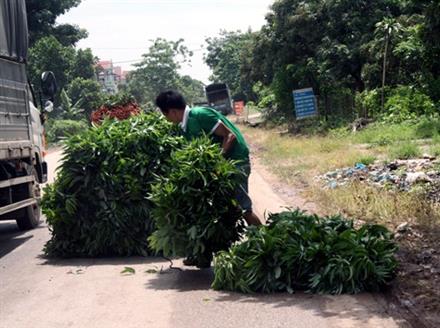 Thương lái nước ngoài mua... lá vải làm gì?!