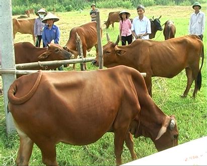 Thêm một địa phương 'bán' bê dự án