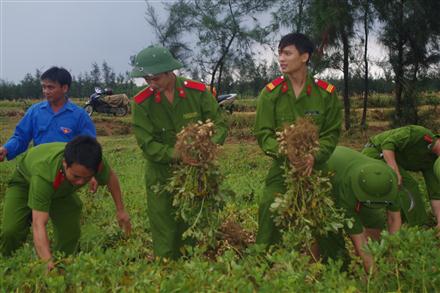 Màu áo mạ non trên những cánh đồng