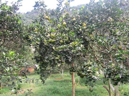Làm giàu từ cây cam