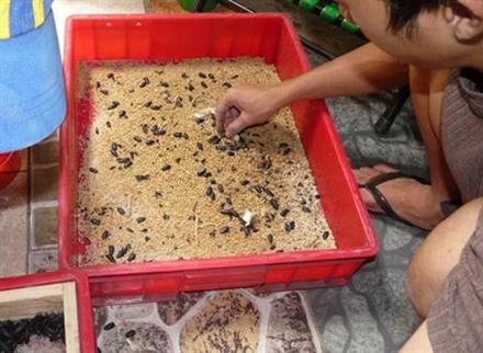 Cần cảnh giác với 'Siêu sâu' nhập từ Trung Quốc