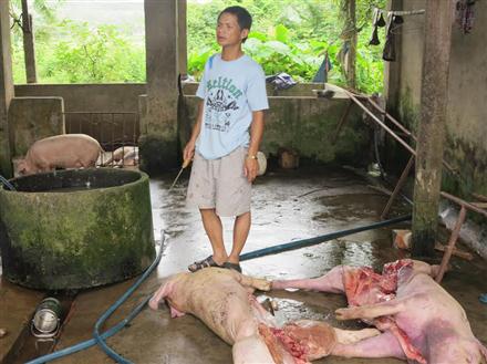 Bắt quả tang vụ vận chuyển và giết mổ trái phép lợn bị dịch bệnh