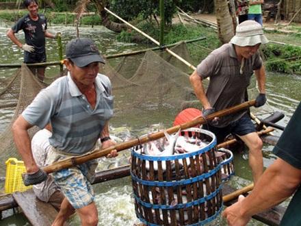 Nông dân và doanh nghiệp cần tuân thủ 'luật chơi'