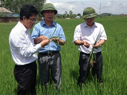 Tập trung phòng trừ sâu cuốn lá nhỏ hại lúa