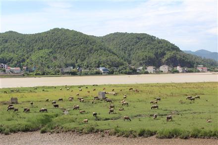 Nhanh chóng làm rõ vụ trộm bò