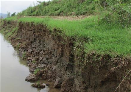 Sạt lở sông Lam đe dọa 70 ha đất nông nghiệp