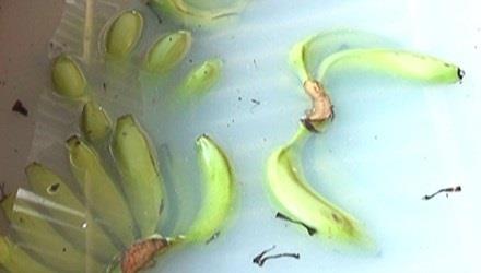 Ăn chuối xanh ngâm hóa chất, nhậu mực ươn tẩy thuốc độc