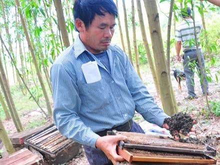 Sợ mất 'mùa lúa' vì được 'mùa ong'?