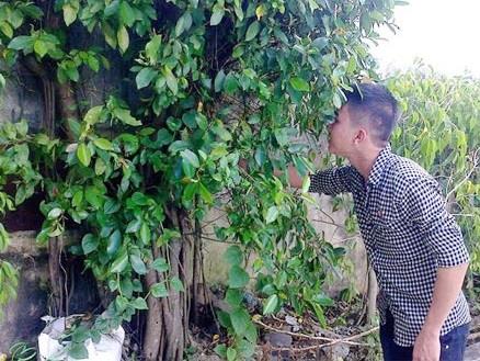 Đổ xô săn si cảnh bán làm thuốc chữa bệnh ung thư