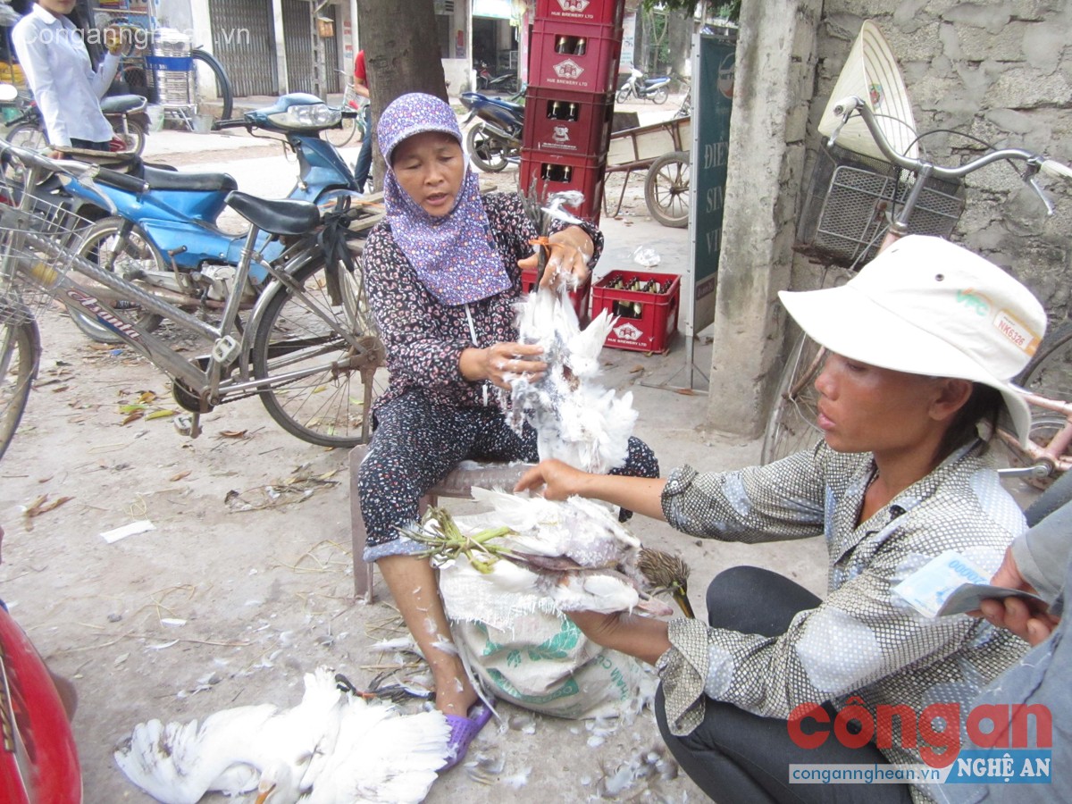 Tiếng 'kêu cứu' của đàn chim trời