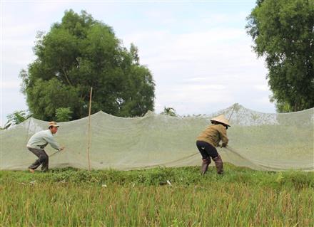 Săn châu chấu, kiếm tiền triệu mỗi ngày