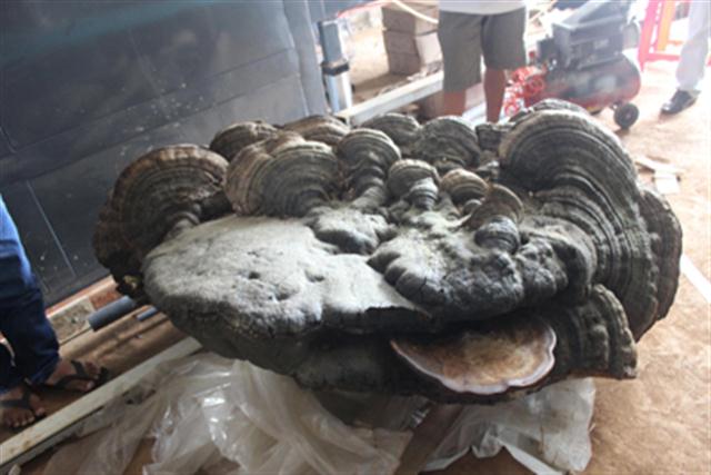 Phát hiện nấm linh chi khoảng 200 kg ở Đắk Lắk
