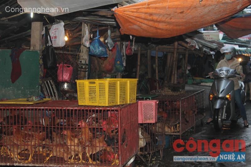 Chủ động phòng chống dịch cúm A/H5N6