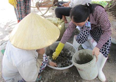 Kiếm tiền triệu từ nghề bắt cua đồng