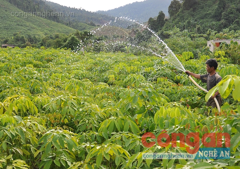 Giữ rừng, nhìn từ một chính sách
