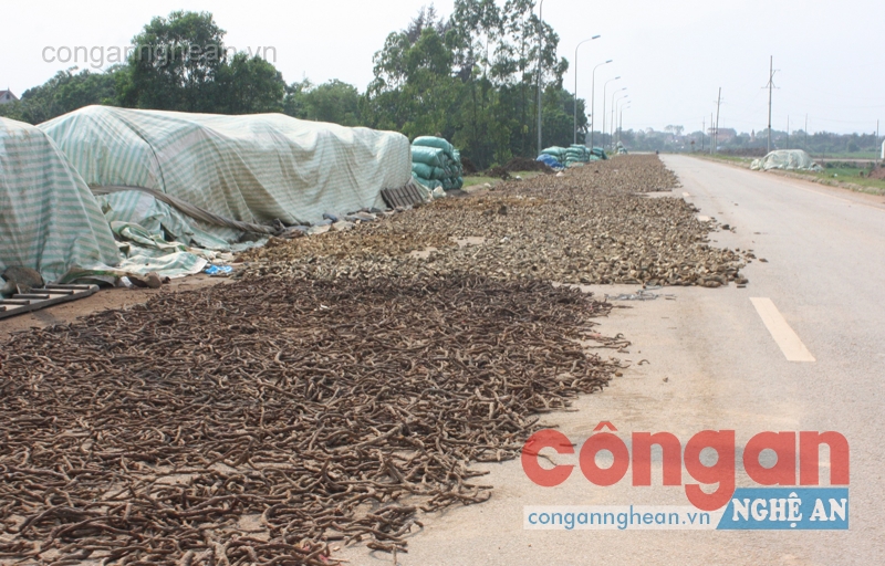 Bao giờ rừng xanh hết 'chảy máu' dược liệu