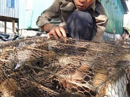 Người dân Campuchia đổ xô bắt chuột để bán sang Việt Nam