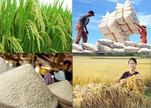 Cảnh báo nguy cơ mất an ninh lương thực gia tăng
