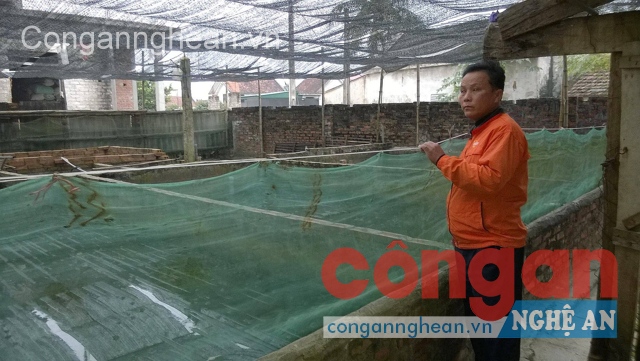 Thành triệu phú nhờ nghề nuôi ếch giống