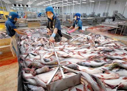 Cộng đồng DN cá tra xin gặp Thủ tướng để 'kêu cứu'