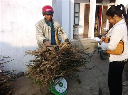 Làng trồng, buôn đinh lăng độc nhất Việt Nam