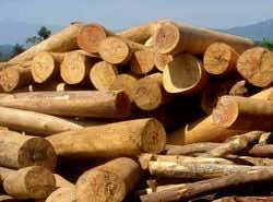 Cấm xuất khẩu một số sản phẩm nông, lâm nghiệp