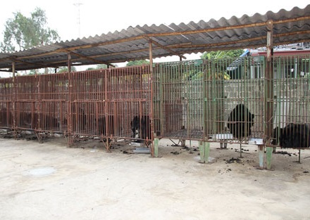 Không thể bồi thường cho chủ trang trại gấu khi họ kinh doanh trái phép