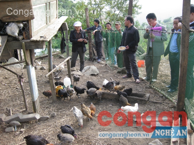 Nỗ lực trong công tác chống tái trồng cây thuốc phiện