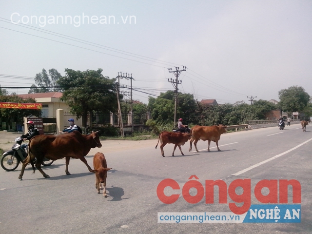 Bò 'diễu hành' trên QL46