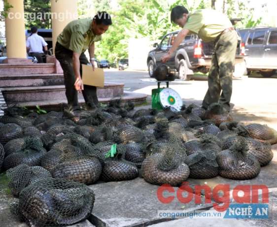 Bảo vệ động vật rừng nguy cấp, quý, hiếm: SOS!