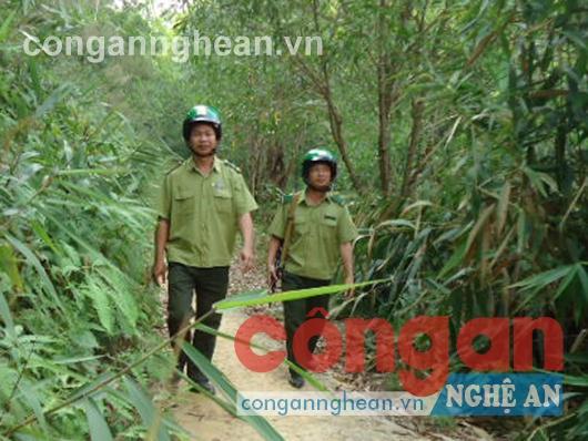 Tập trung bảo vệ rừng để phát triển kinh tế