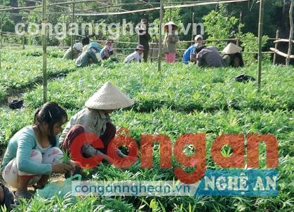 Hiệu quả của dự án trồng mây ở huyện nghèo Tương Dương