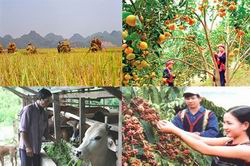 Chính sách tín dụng mới phục vụ phát triển nông nghiệp