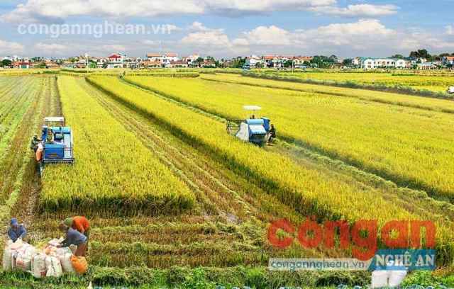 Vai trò của doanh nghiệp trong nông nghiệp, nông thôn