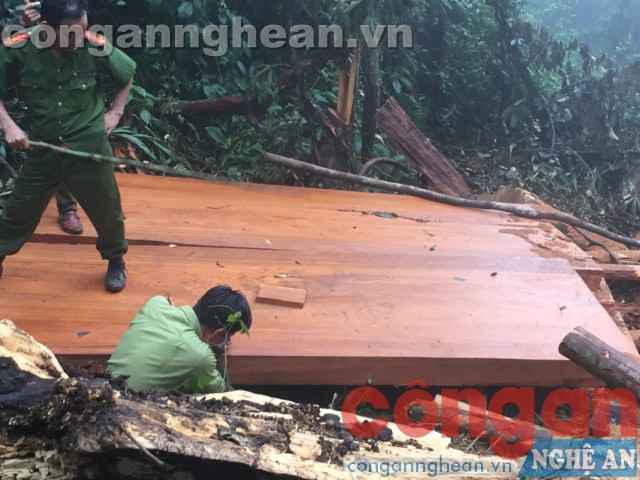 Các cây sa mu bị đốn hạ được xẻ thành các tấm phản hoàn chỉnh