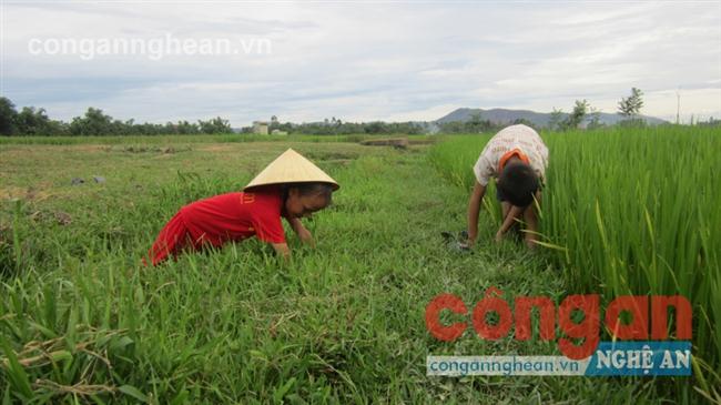 Ngày hè mưu sinh của trẻ em nông thôn