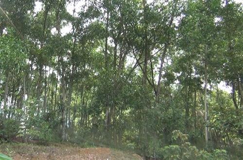 Nghi can đánh thương vong hai cháu bé tại xã Thanh Đức đã treo cổ tự tử
