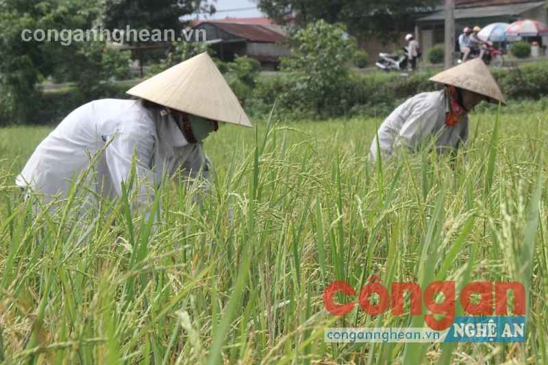 Dồn điền đổi thửa - nền tảng vững chắc để xây dựng NTM