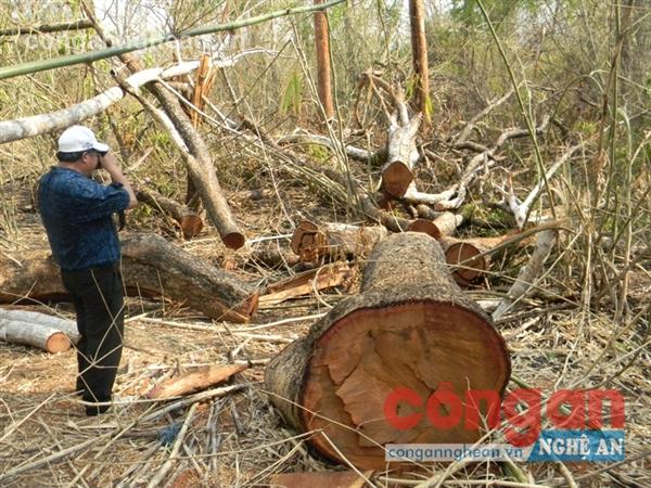 Để những cánh rừng không còn 'chảy máu'