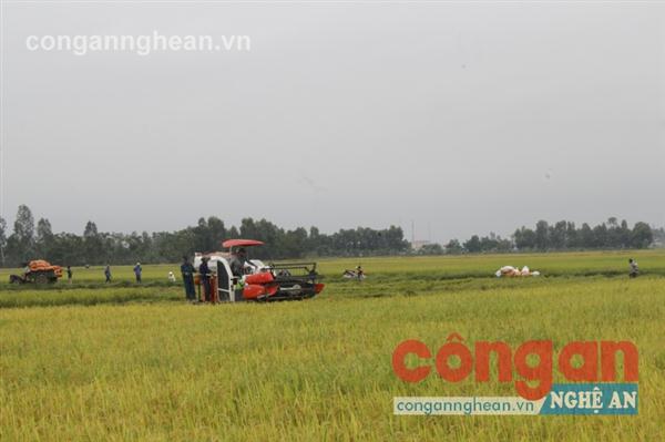 Với việc xây dựng các cánh đồng mẫu lớn, nền kinh tế nông nghiệp của Hưng Nguyên đạt được nhiều kết quả tích cực